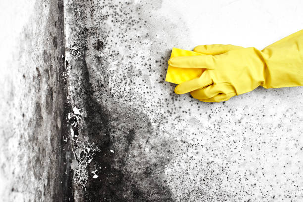 Best Mold Damage Repair  in Gladstone, MI