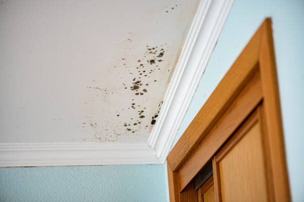 Best Home Mold Removal  in Gladstone, MI