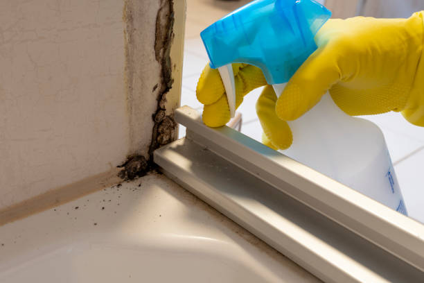 Best Certified Mold Removal  in Gladstone, MI