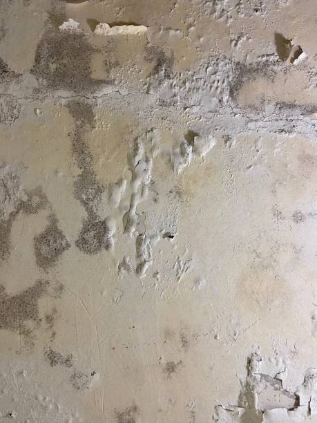 Mold Removal and Inspection in Gladstone, MI