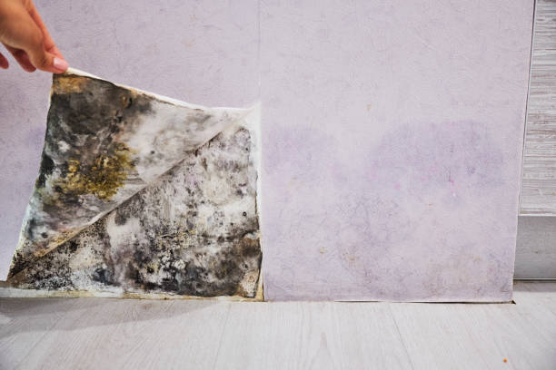 Home Mold Removal in Gladstone, MI
